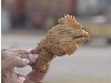 Pollito